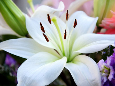 Lily flower