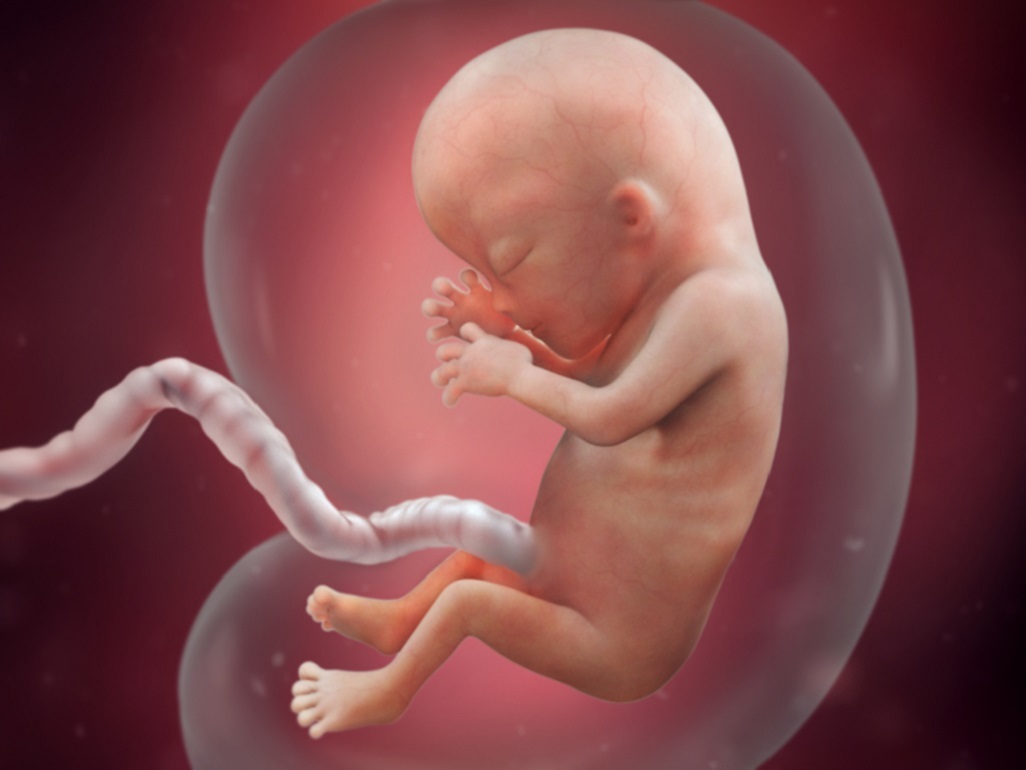 Computer-generated image of fetus at 13 weeks in amniotic sac with umbilical cord
