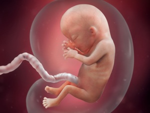 Computer-generated image of fetus at 13 weeks in amniotic sac with umbilical cord