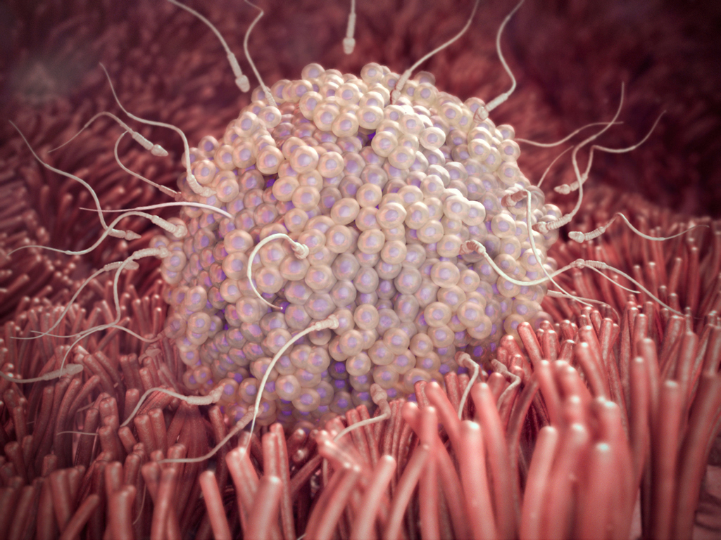 Computer-generated image of fallopian tube with many sperm trying to enter an egg