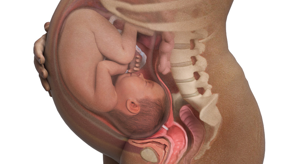 Baby in womb at 40 weeks
