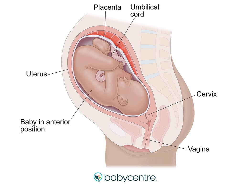 Baby in anterior position