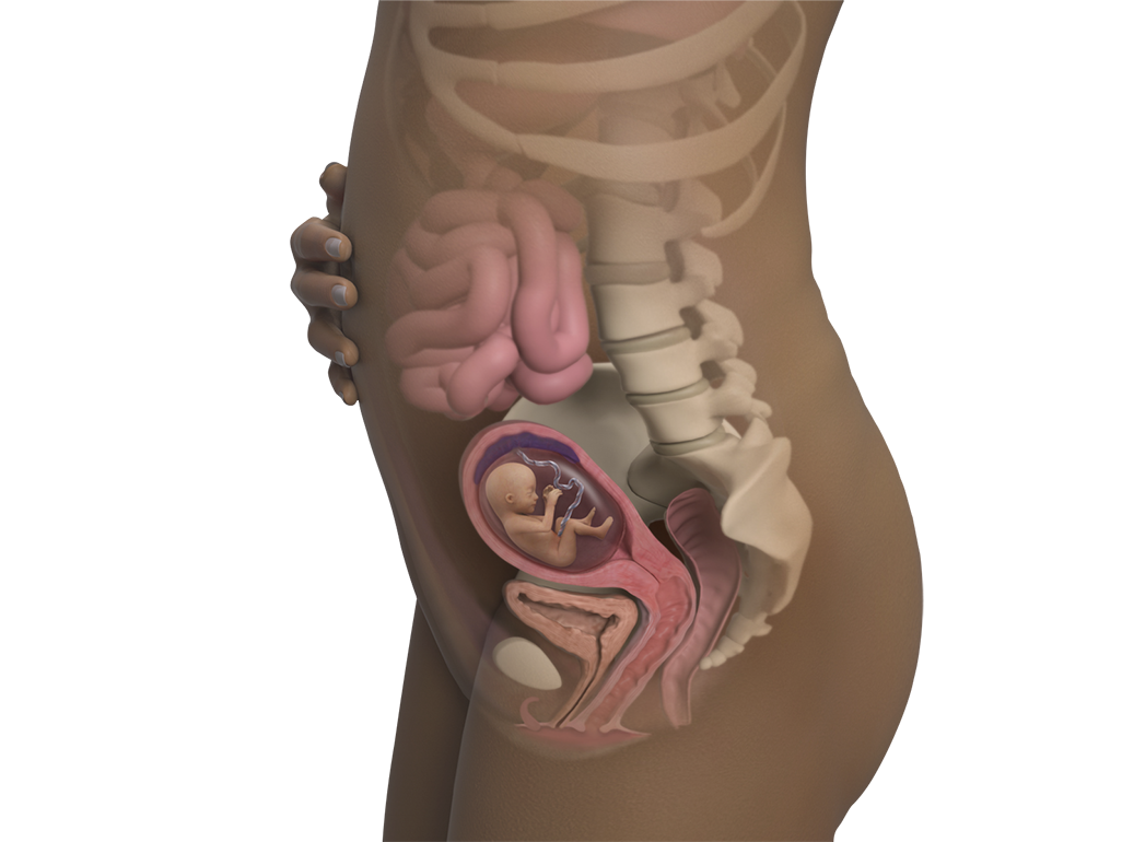 Image of a woman and her baby at 15 weeks of pregnancy.