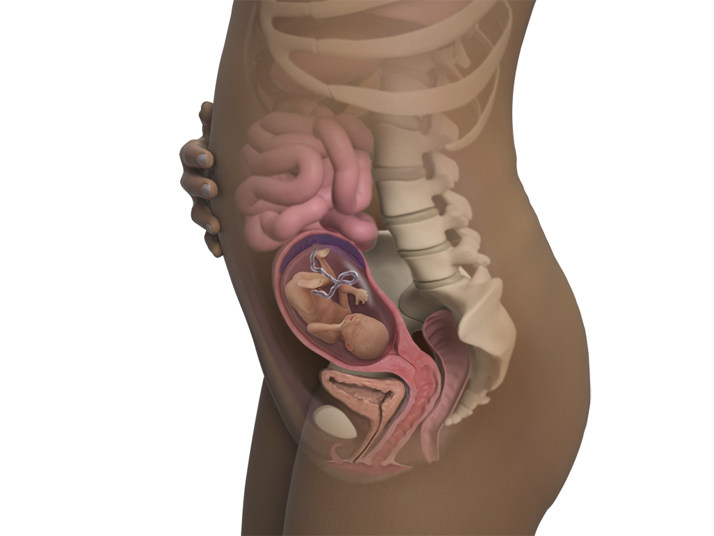 Image of a woman and her baby at 19 weeks of pregnancy.