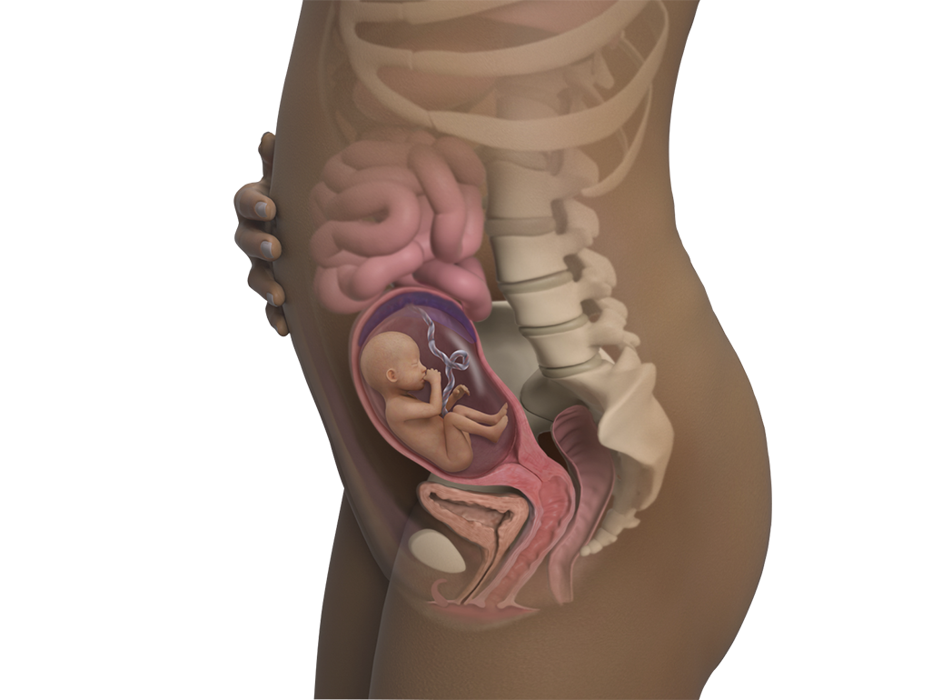 Image of a woman and her baby at 20 weeks of pregnancy.