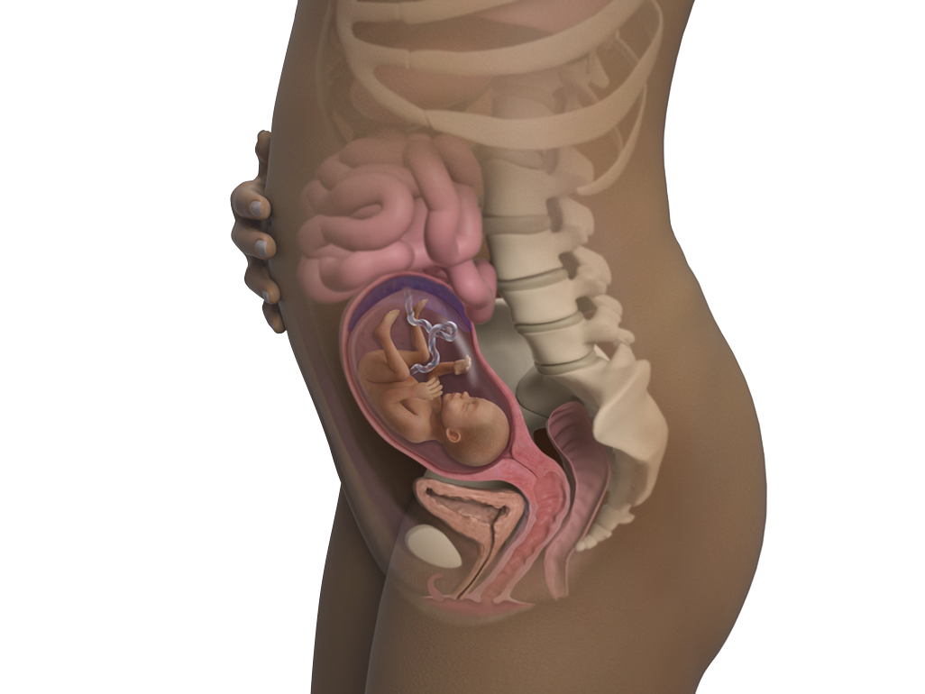 Image of a woman and her baby at 21 weeks of pregnancy.