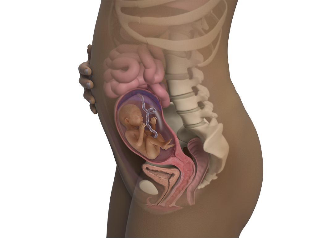 Image of a woman and her baby at 22 weeks of pregnancy.