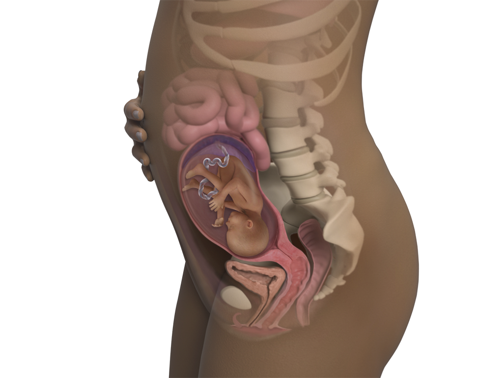 Image of a woman and her baby at 23 weeks of pregnancy.