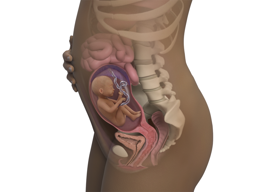 Image of a woman and her baby at 24 weeks of pregnancy.