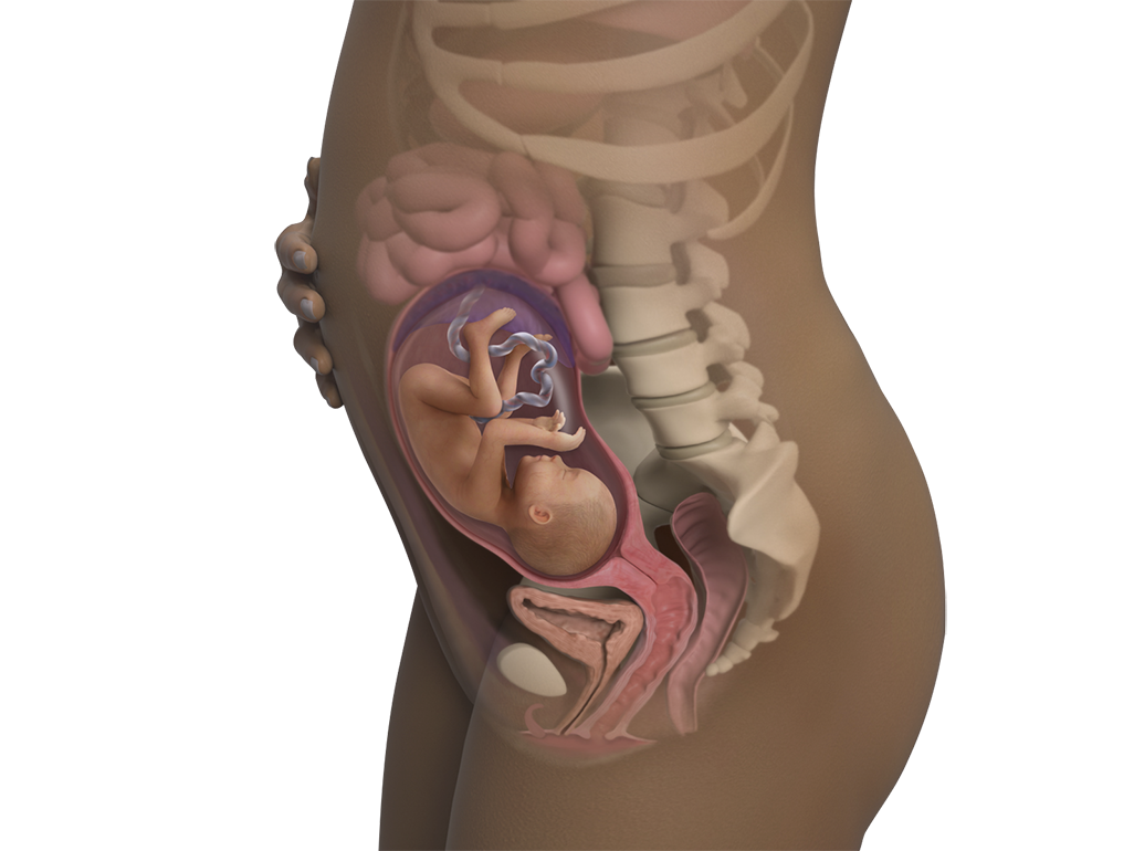 Image of a woman and her baby at 25 weeks of pregnancy.