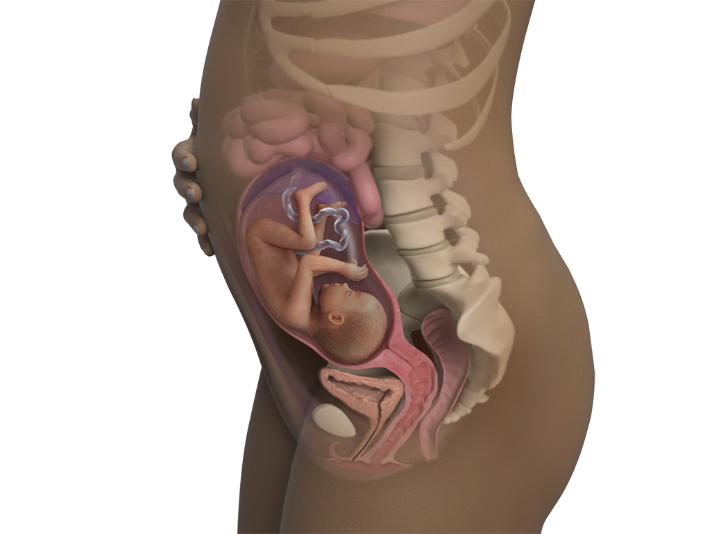 Image of a woman and her baby at 26 weeks of pregnancy.