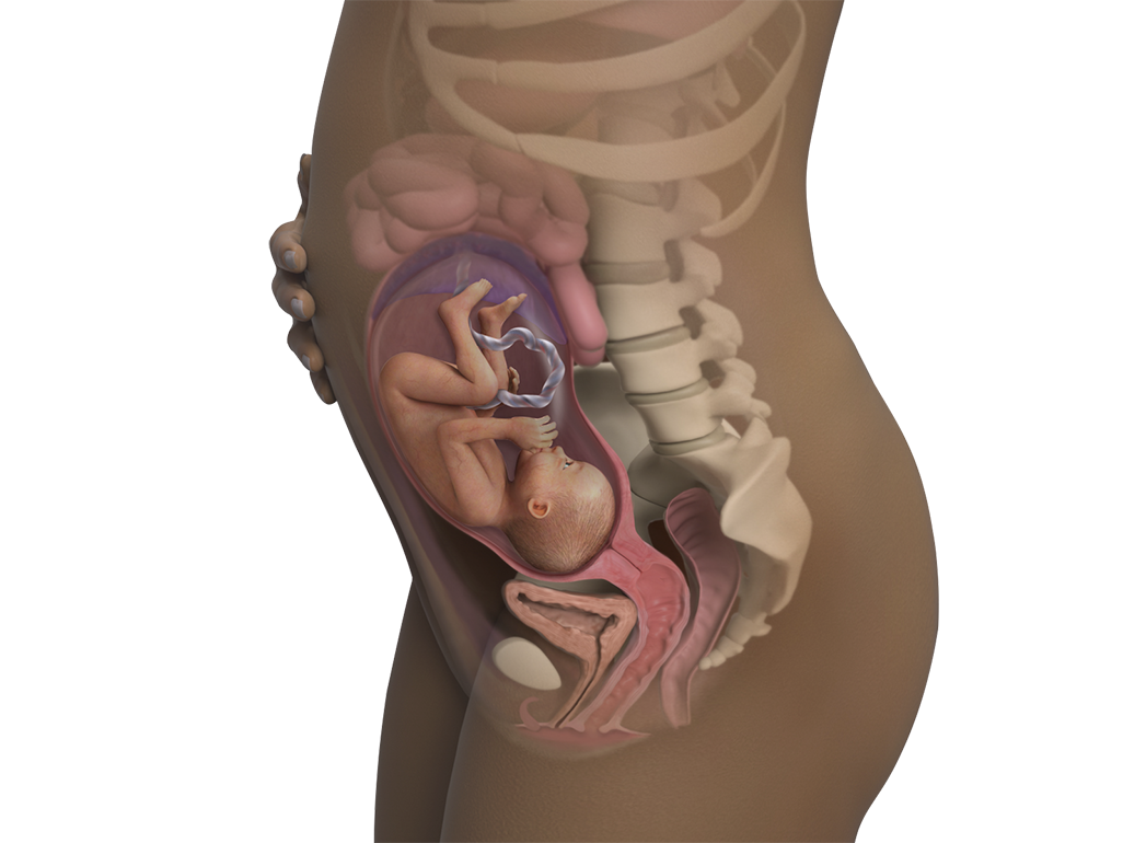 Image of a woman and her baby at 27 weeks of pregnancy.