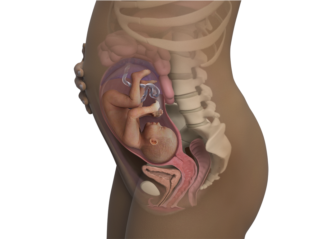 Image of a woman and her baby at 29 weeks of pregnancy